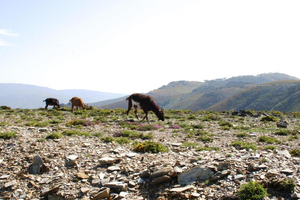 Отель Quinta Dos 4 Lagares Serrazes Экстерьер фото